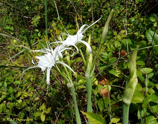{Hymenocallis occidentalis}